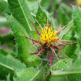 Blessed thistle