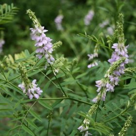 Goat's rue