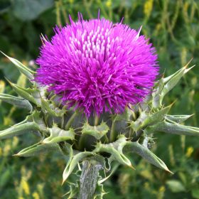 Milk Thistle