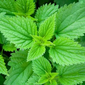 Stinging nettle